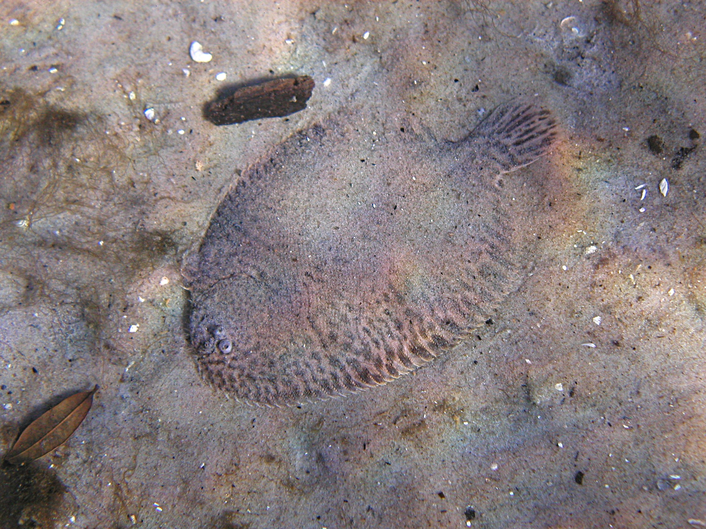 A Flounder