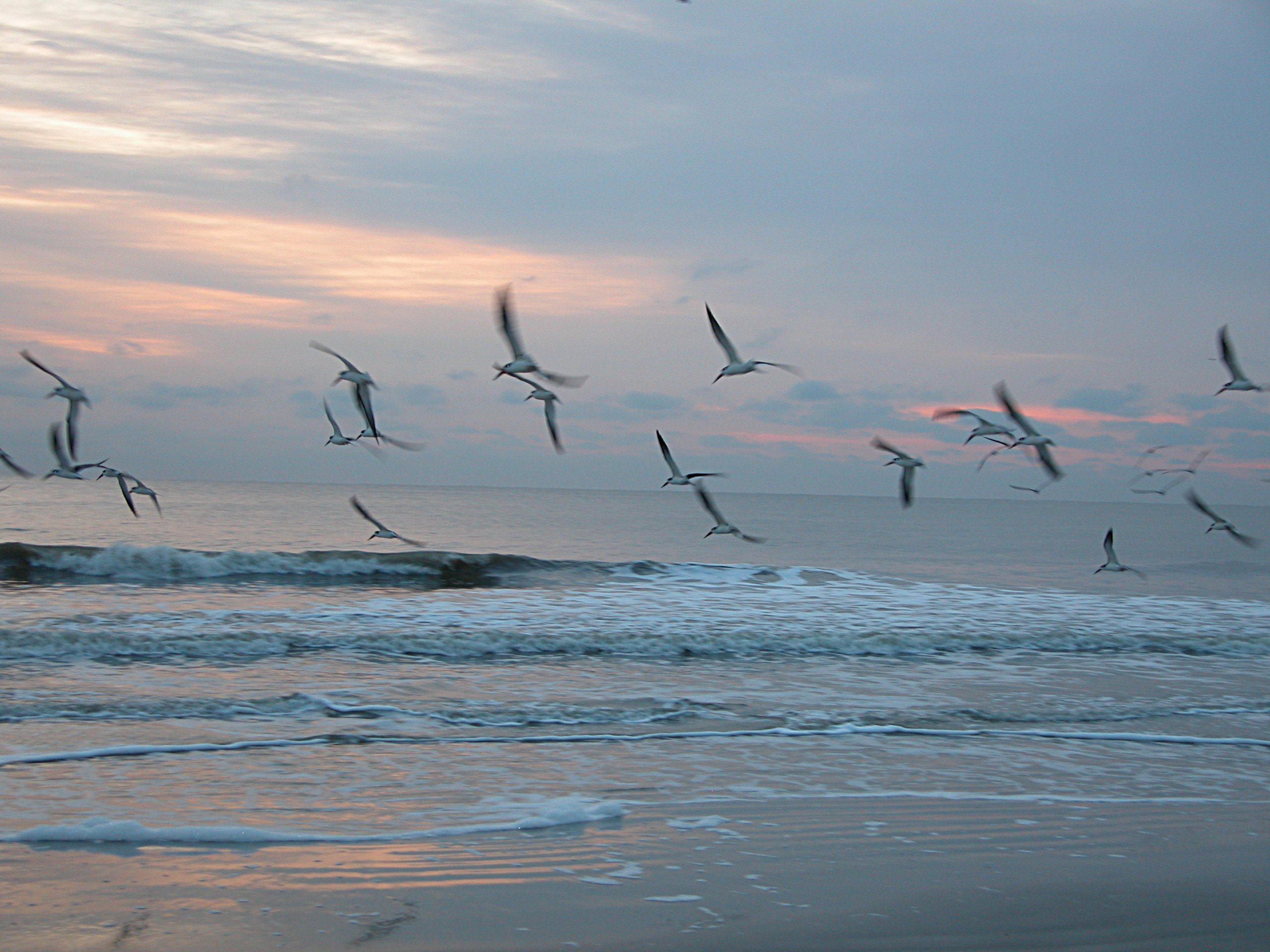 short video of birds flying