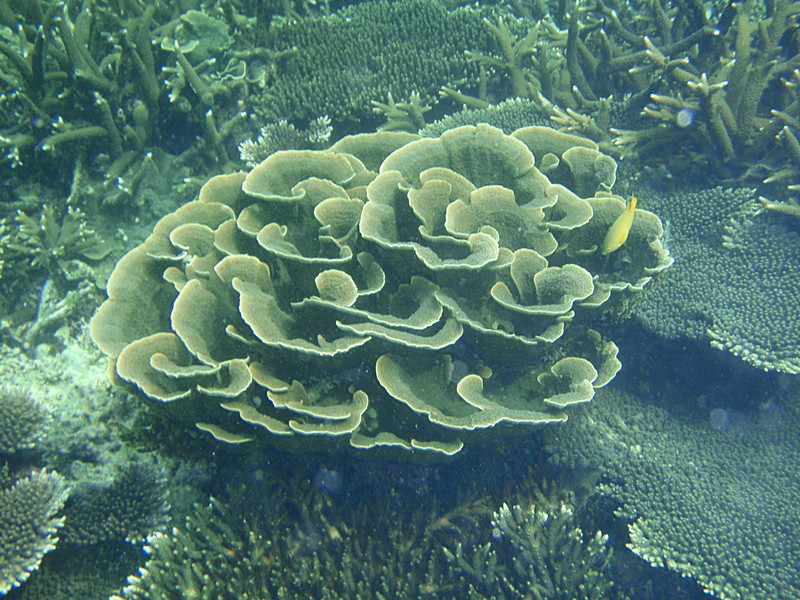 Shelf Coral