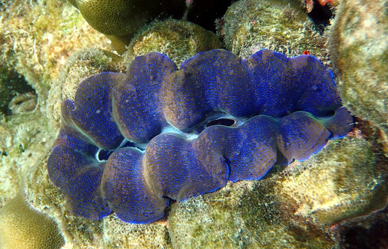 blue clam