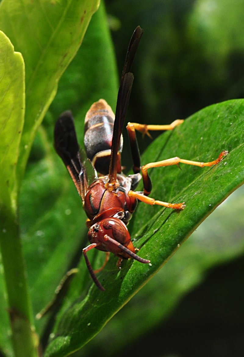 wasps eating