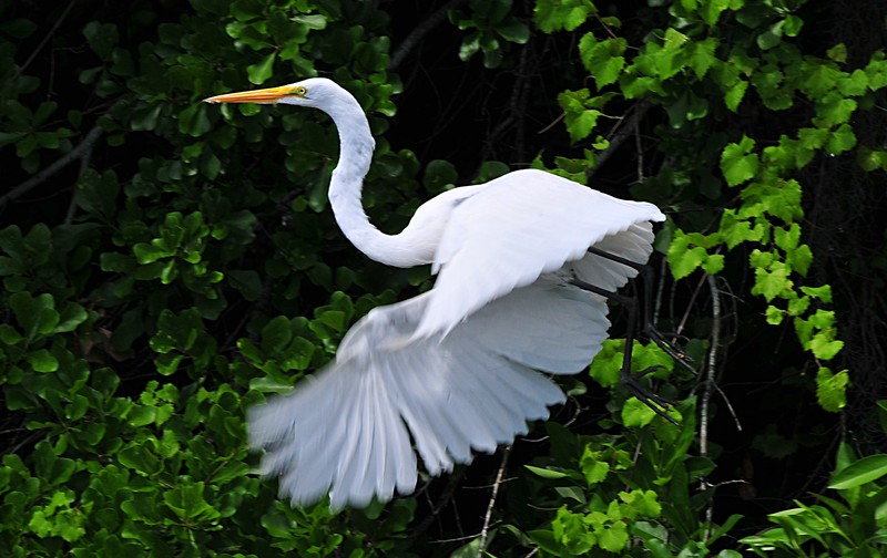 a literary analysis of the white heron a literary analysis of the white heron