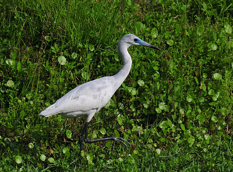 blue beak