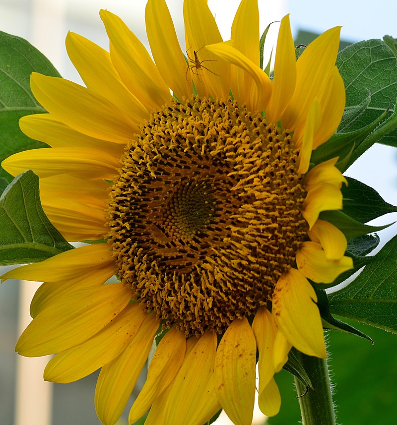 sunflower essays sunflower essays