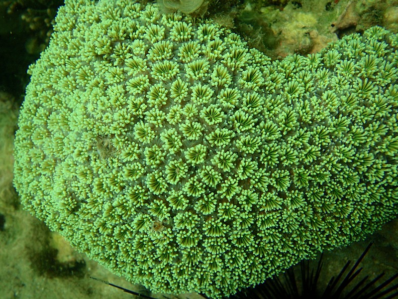 Coral Green