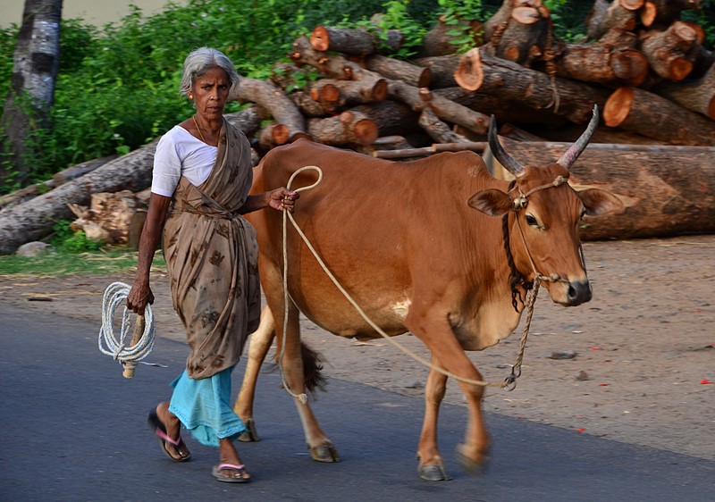 Cow Lady