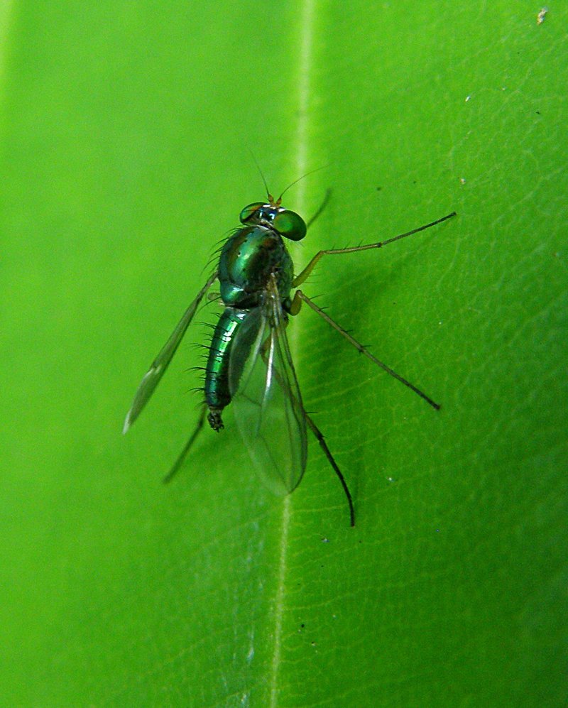 Green Fly