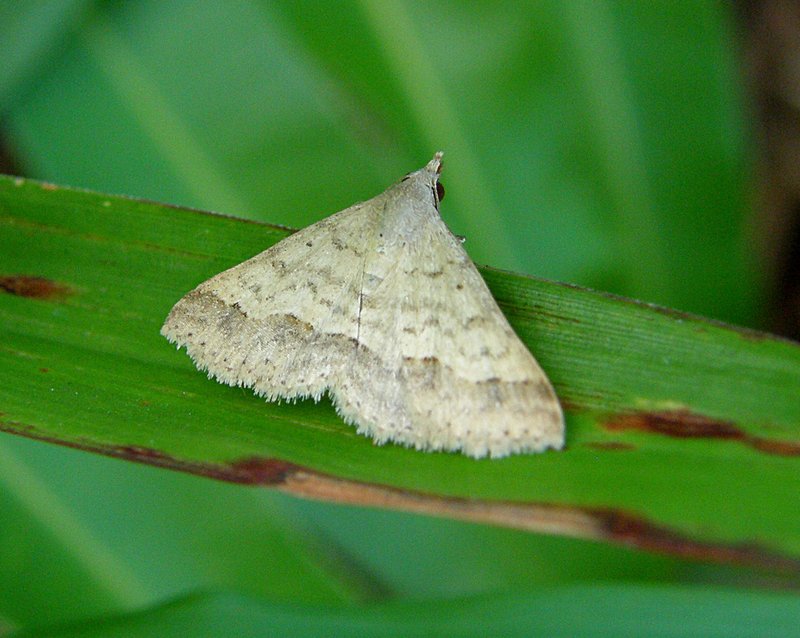 white moth