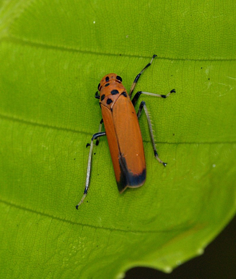 leaf hopper pictures