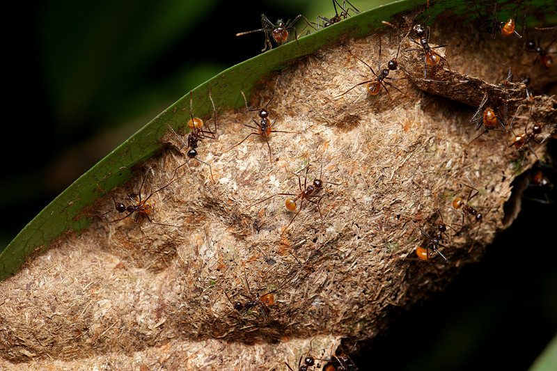 aug 22 1481 ants wasp like nest