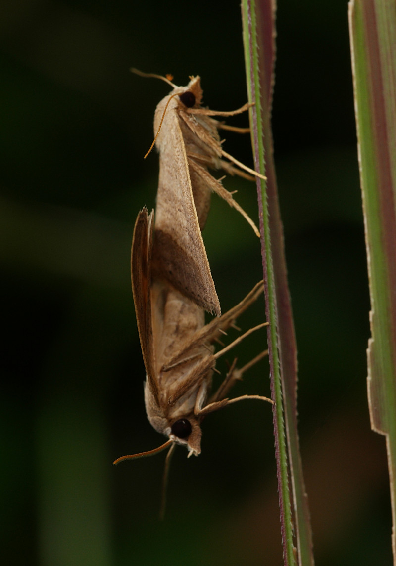 aug 29 1543 mating moths