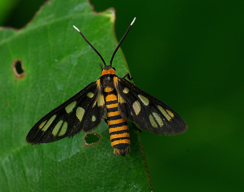 aug 29 1577 tiger moth