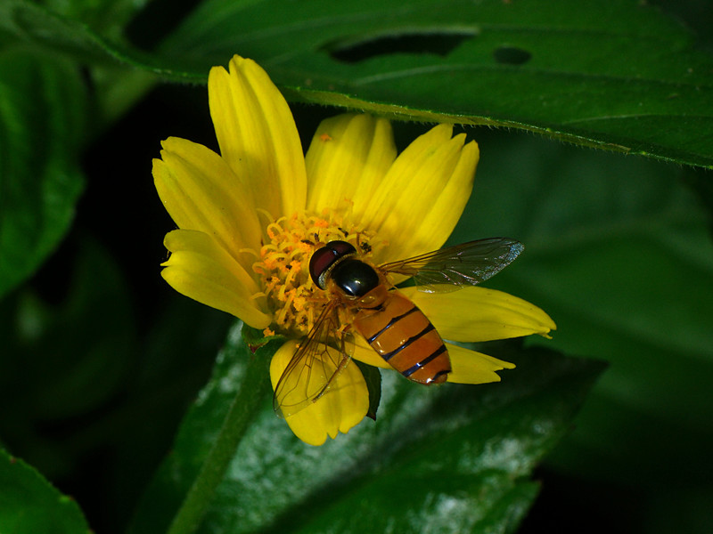 aug 29 1601 hoverfly