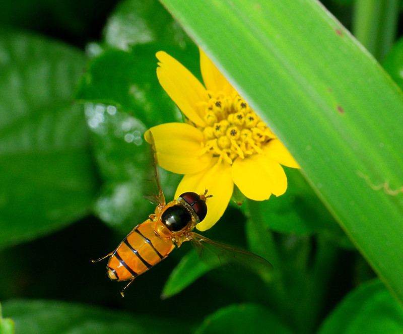 aug 29 1605 hoverfly