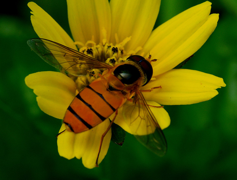 aug 29 1608 hoverfly