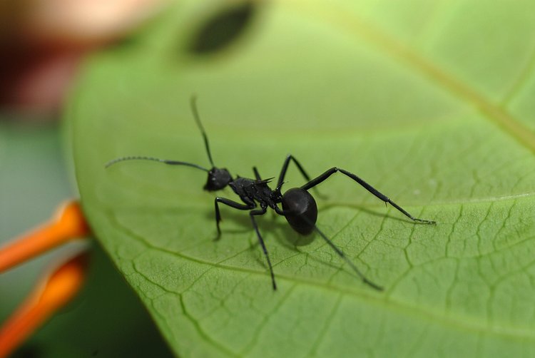 Ant Leaf