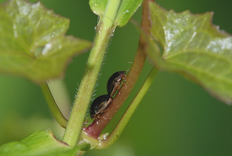 bug mating