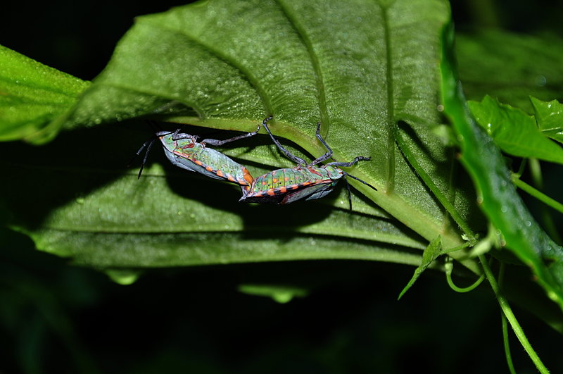 bug mating