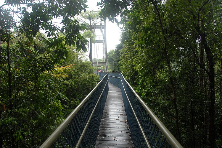 Bridge In Jungle