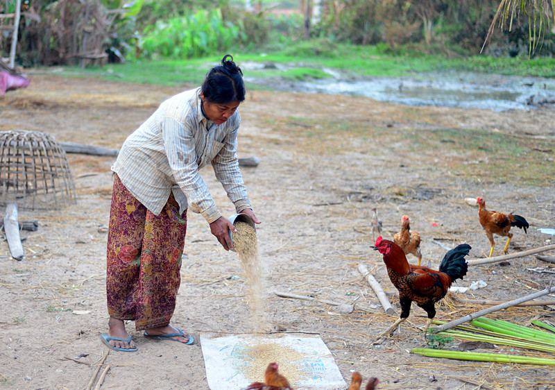 dec_28_7950_feeding_chickens.jpg