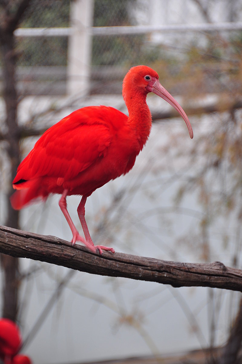 Language arts apps image