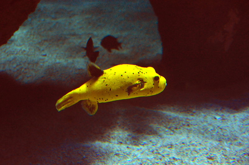 Yellow Fish