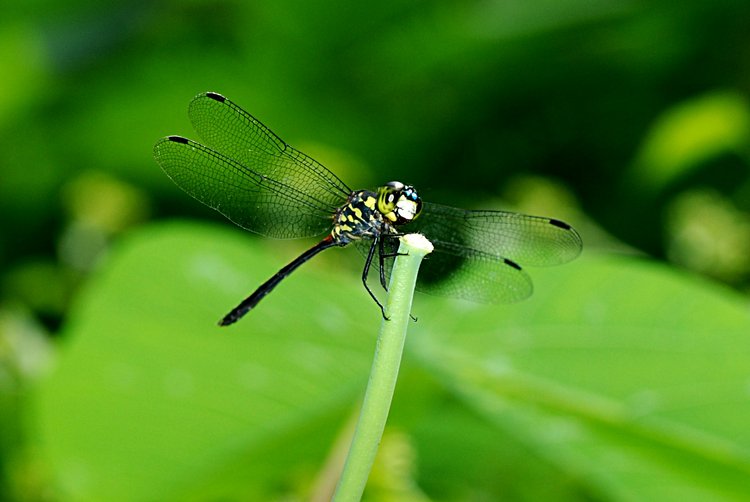 Dragonfly Eyes