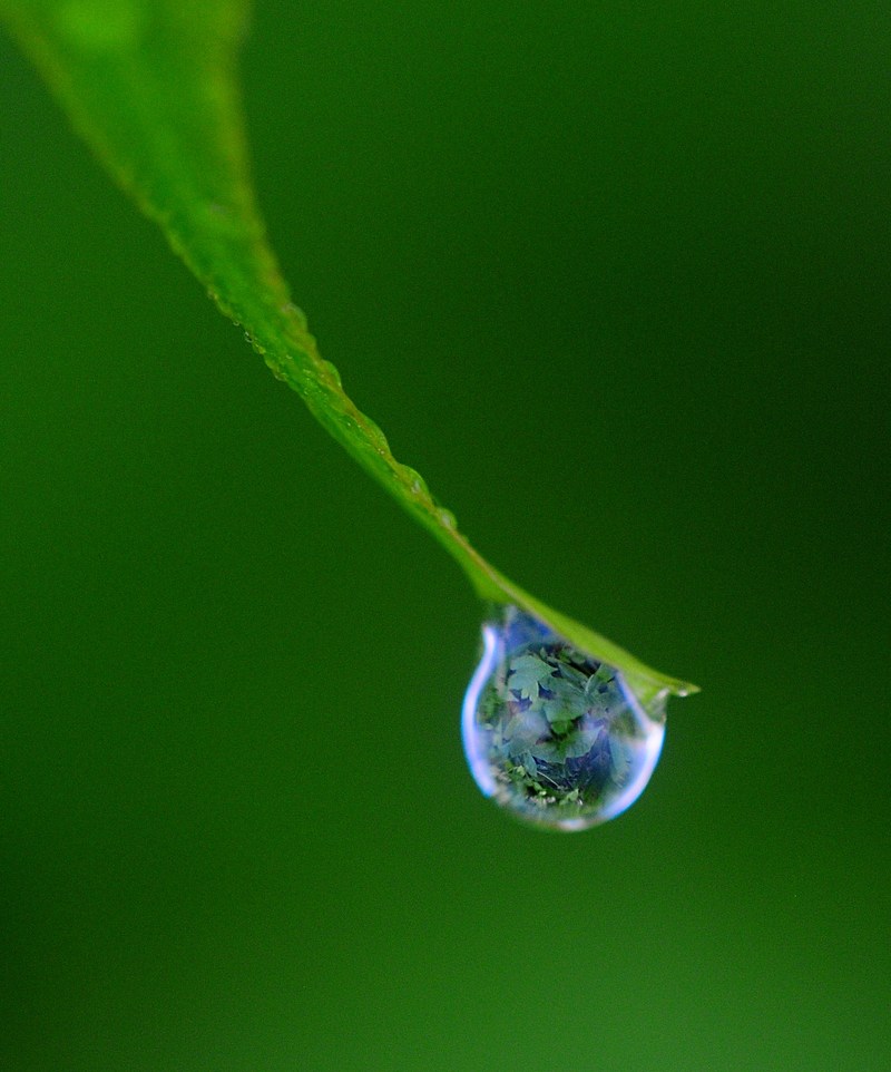 Dew Drops [1964]