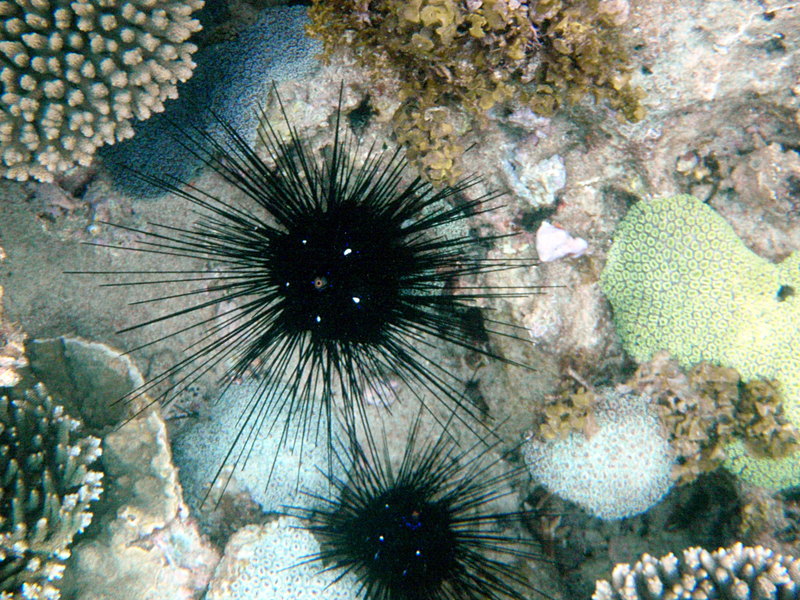 giant urchin