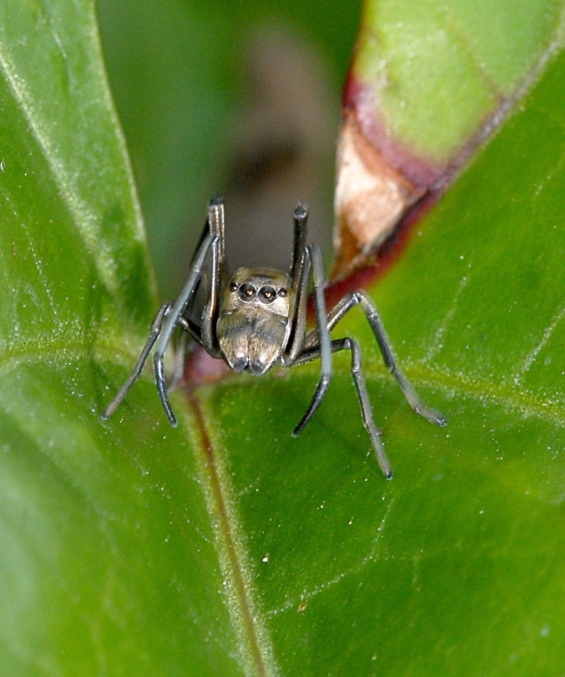 spider with face