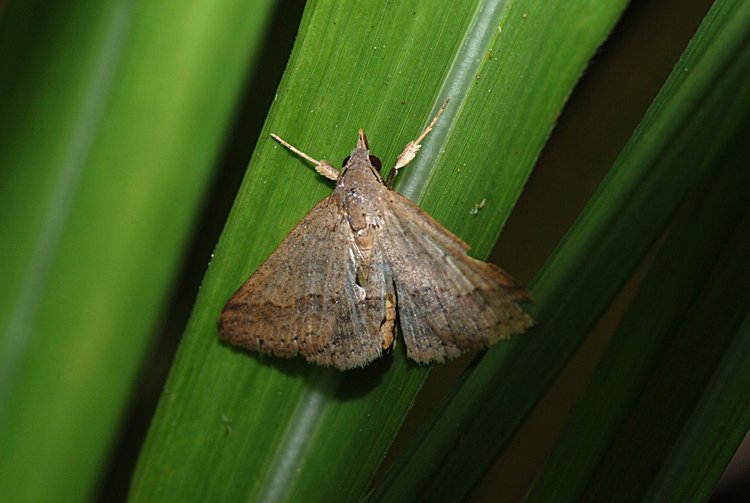 Small Brown Moth