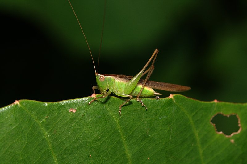 jul 13 6037 grasshopper