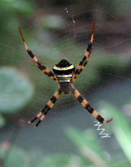jul 27 4671 argiope