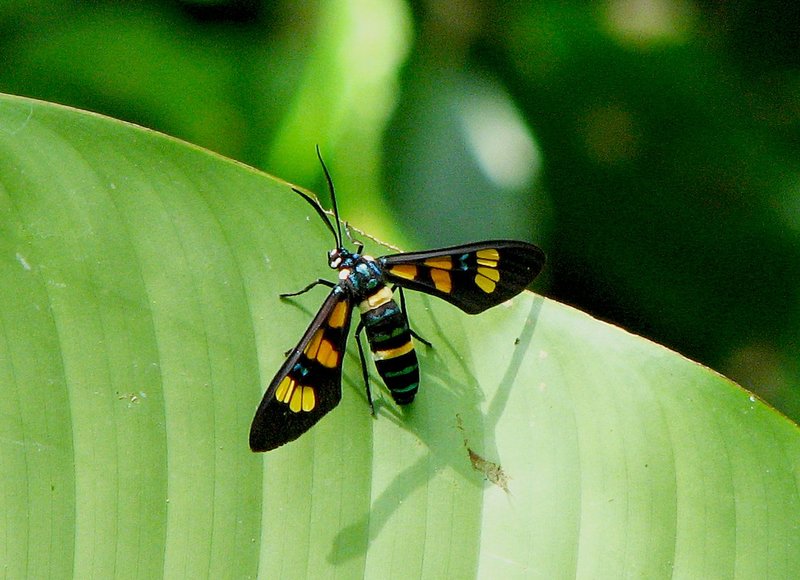 jul 27 4689 day flying moth