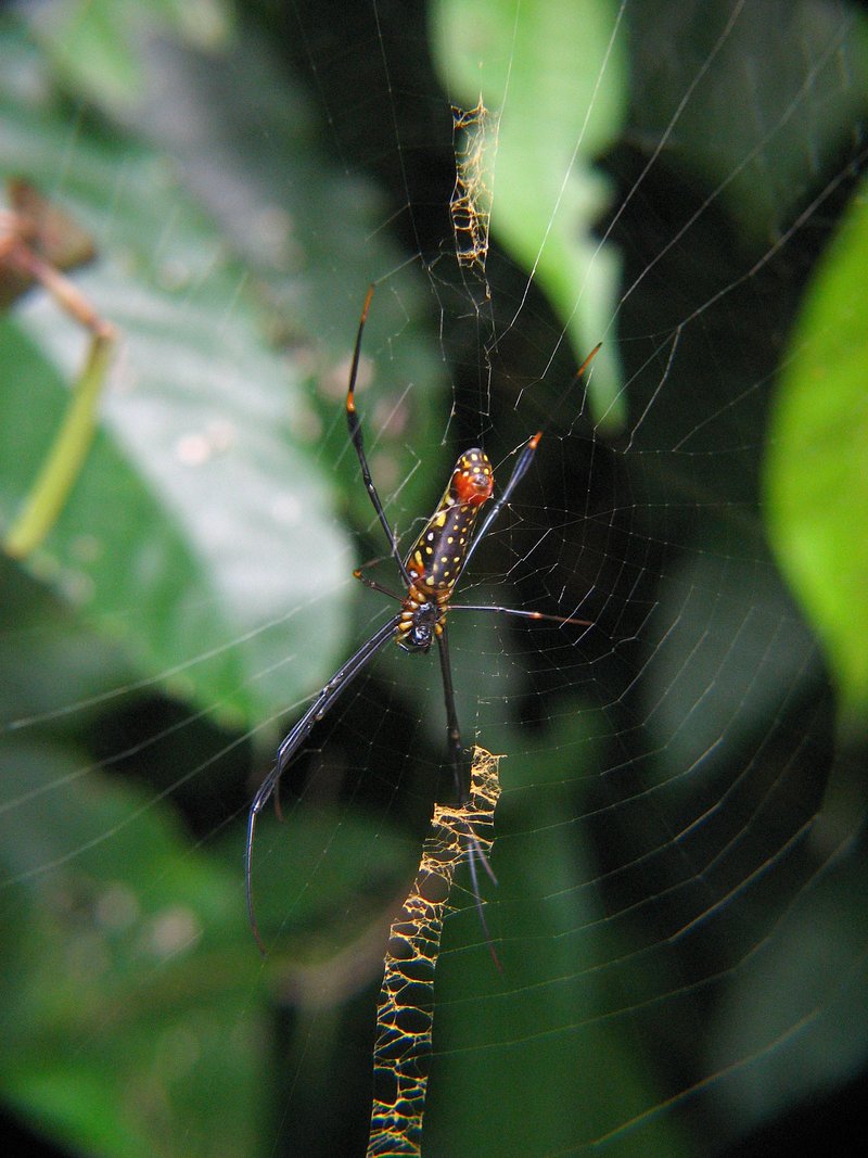 jul 27 4774 nephila stabilimentum