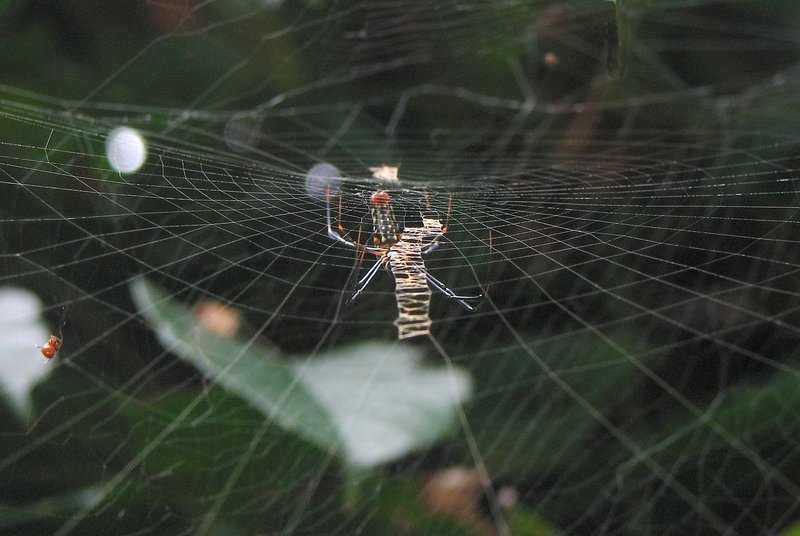 jul 27 4826 nephila from below