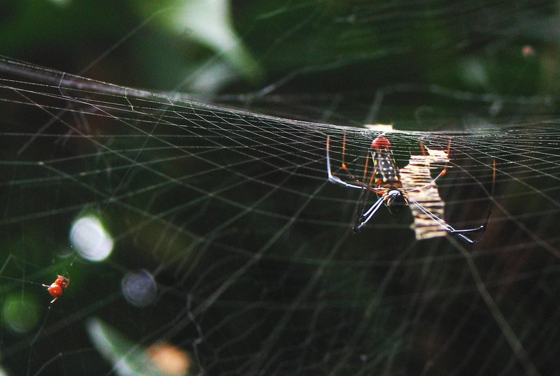 jul 27 4827 nephila argyrodes stabilimentum