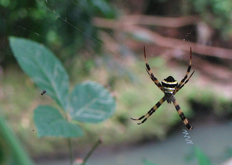 jul 27 4862 argiope stabilimentum