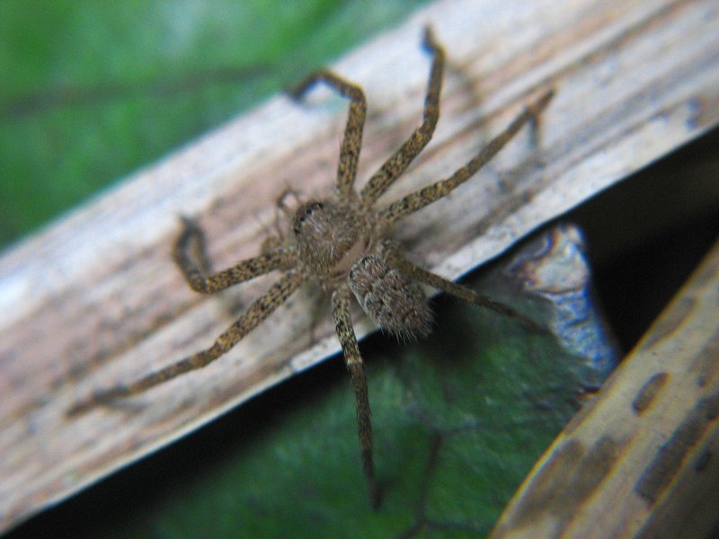 jul 27 4865 ground spider