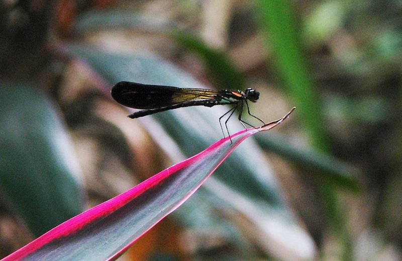 jul 27 4869 damselfly