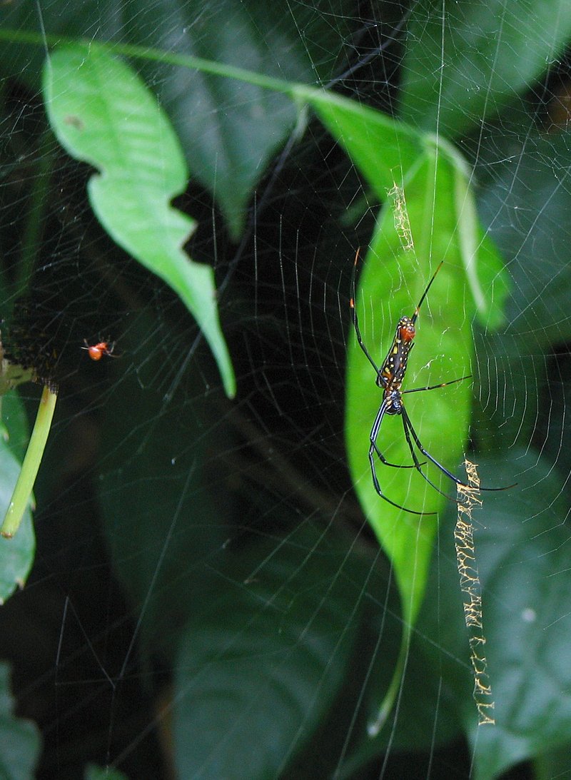 jul 27 4896 naphila argyrodes stabilimentum