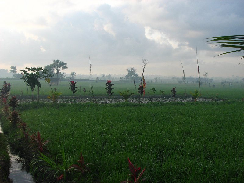 rice field