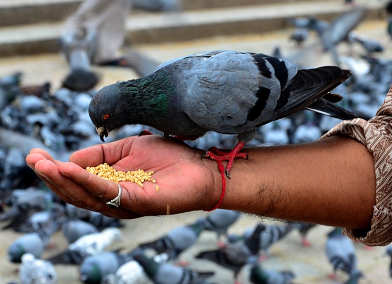 Pigeon Eating