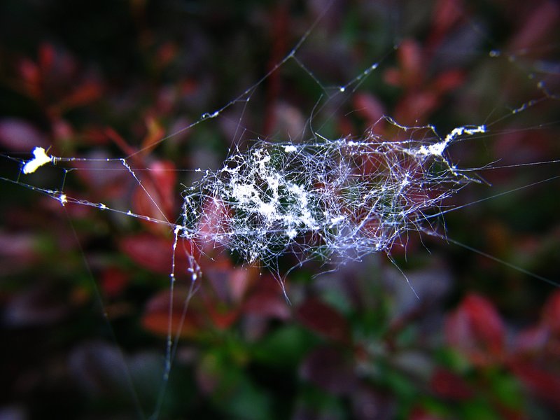 jun 10 3214 web debris