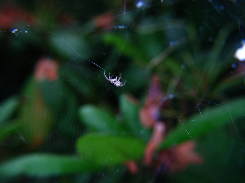 jun 10 3225 acrobat