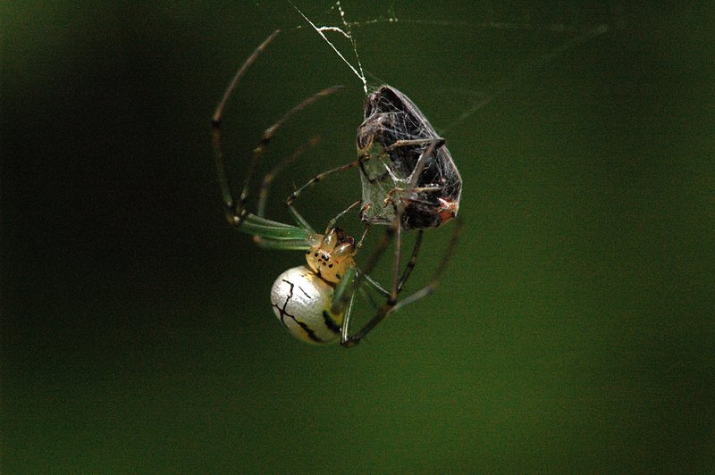 leucauge spider wrapping prey