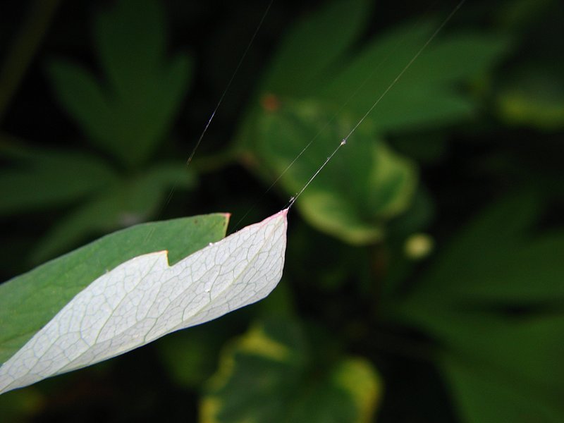 jun 10 3250 web tension