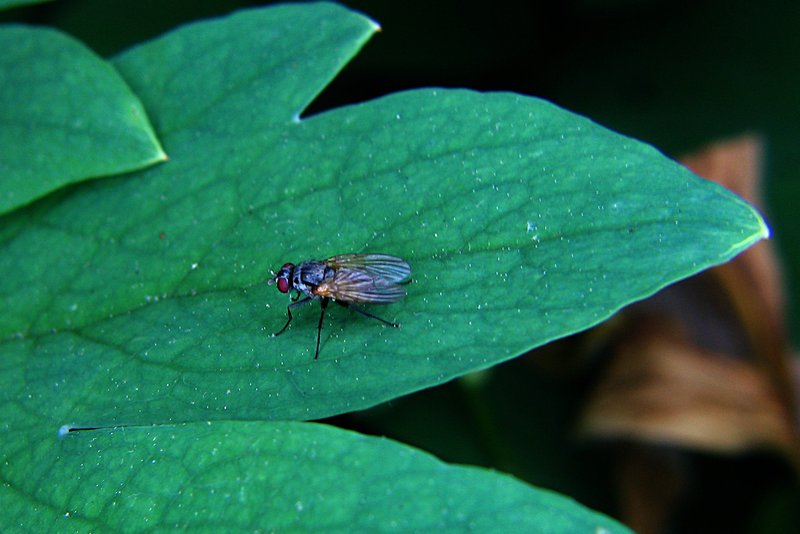 jun 10 3252 fly