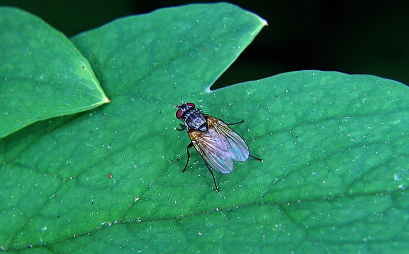 jun 10 3258 fly close