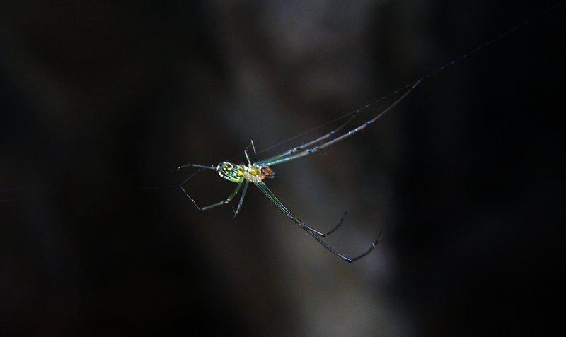 jun 10 3270 kitchen leucauge stretch